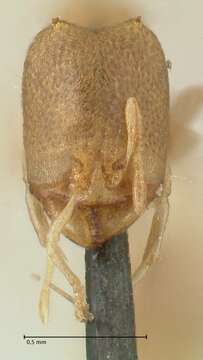 Image of Carebara africana