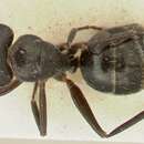 Imagem de Camponotus cameratus Viehmeyer 1925