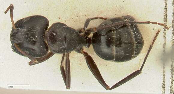 Image of Camponotus cameratus Viehmeyer 1925