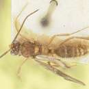 Plancia ëd Camponotus taipingensis Forel 1913