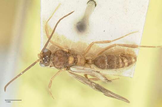 Image de Camponotus taipingensis Forel 1913