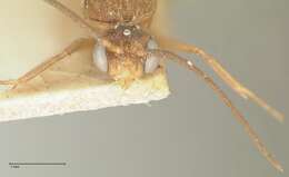 Plancia ëd Camponotus taipingensis Forel 1913