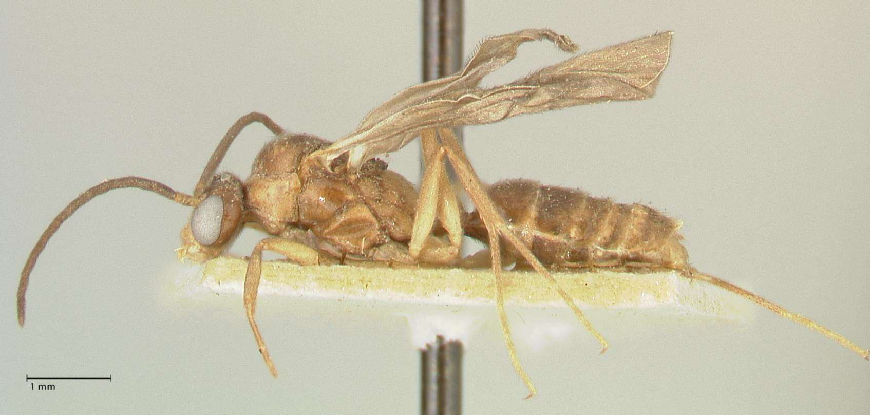 Image of Camponotus taipingensis Forel 1913