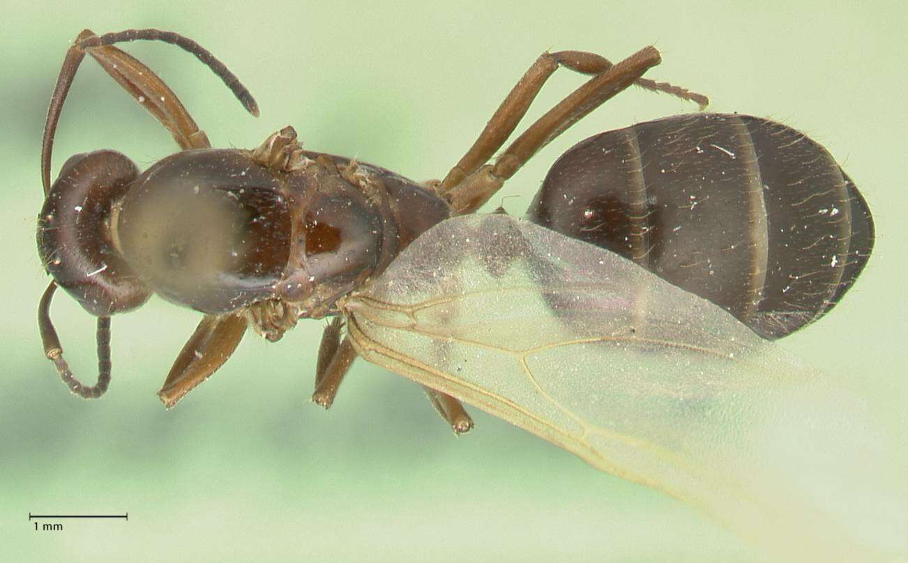 Imagem de Camponotus nitens Mayr 1870