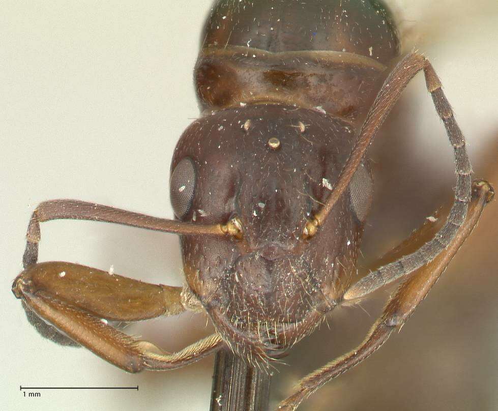 Imagem de Camponotus nitens Mayr 1870