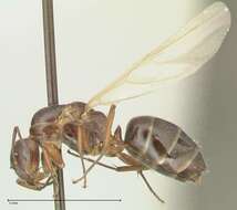 Imagem de Camponotus nitens Mayr 1870