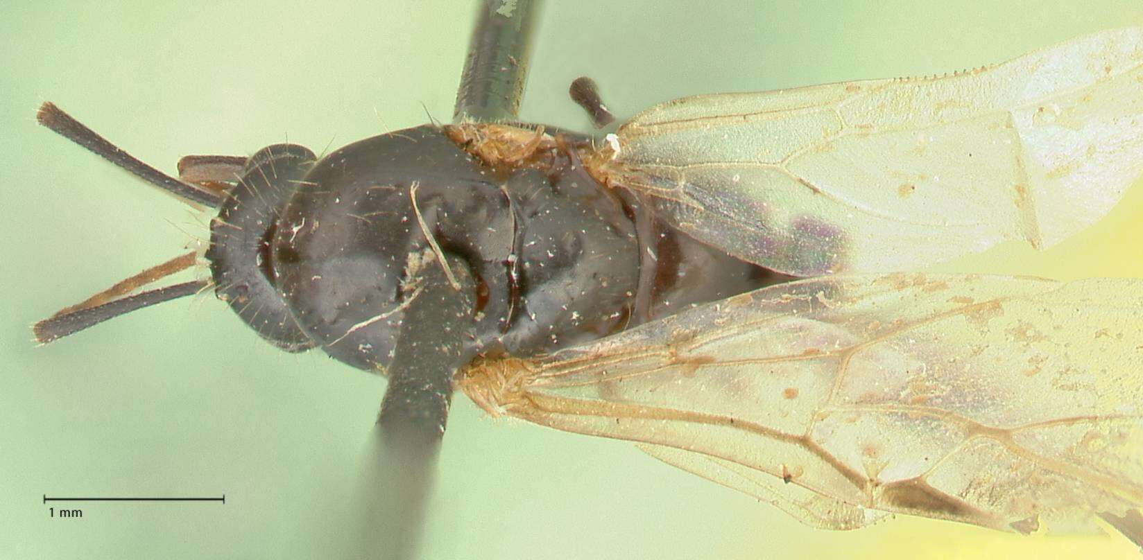 Imagem de Camponotus nitens Mayr 1870