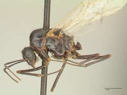 Imagem de Camponotus nitens Mayr 1870