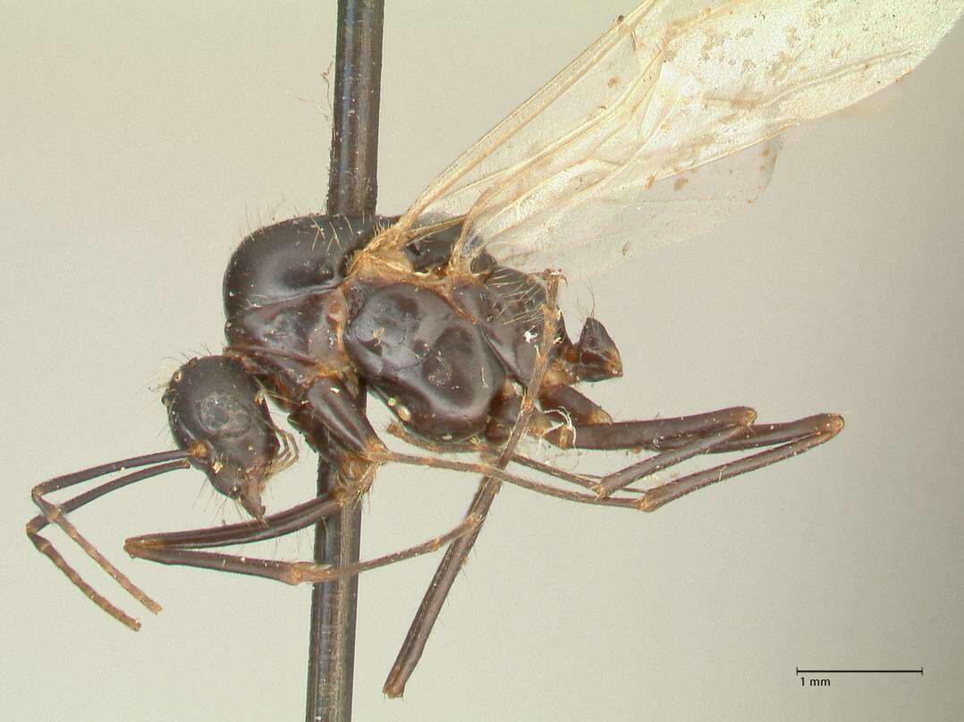 Imagem de Camponotus nitens Mayr 1870