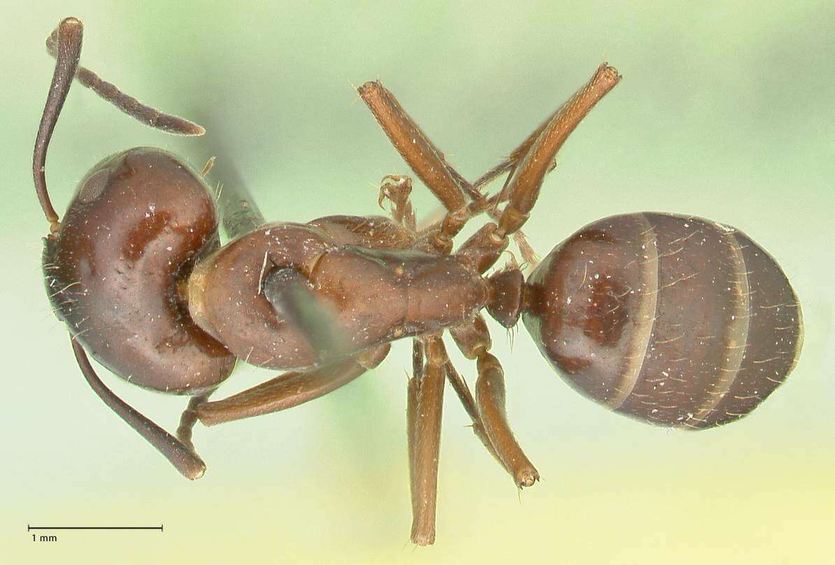 Imagem de Camponotus nitens Mayr 1870