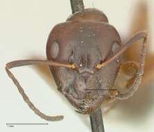 Imagem de Camponotus nitens Mayr 1870