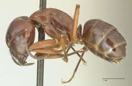 Imagem de Camponotus nitens Mayr 1870