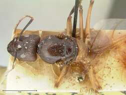 Image of Camponotus autrani Forel 1886