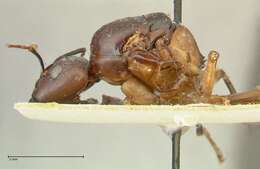 Image of Camponotus autrani Forel 1886