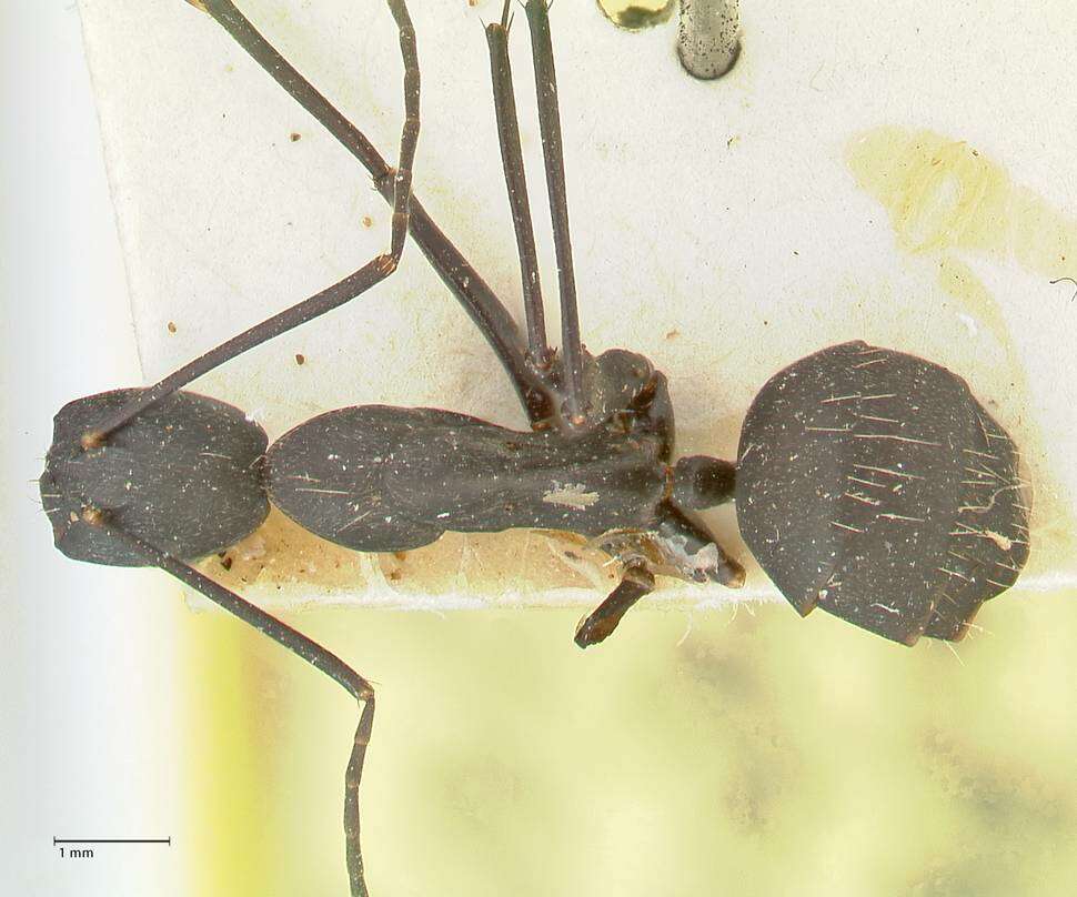 Plancia ëd Camponotus taipingensis Forel 1913