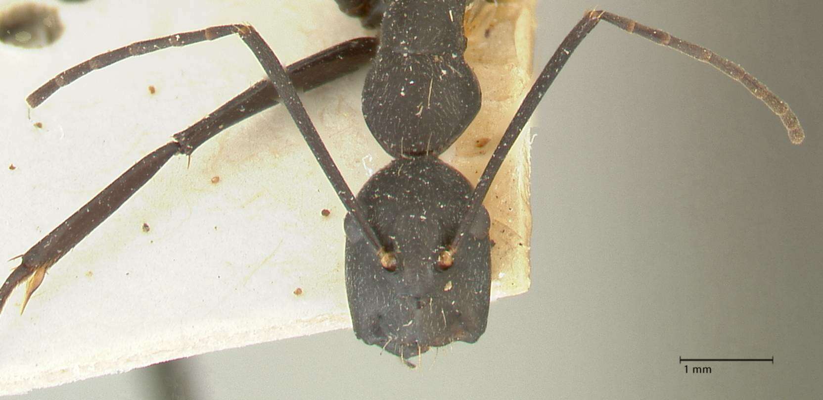 Image of Camponotus taipingensis Forel 1913