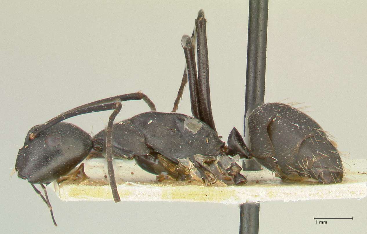 Plancia ëd Camponotus taipingensis Forel 1913