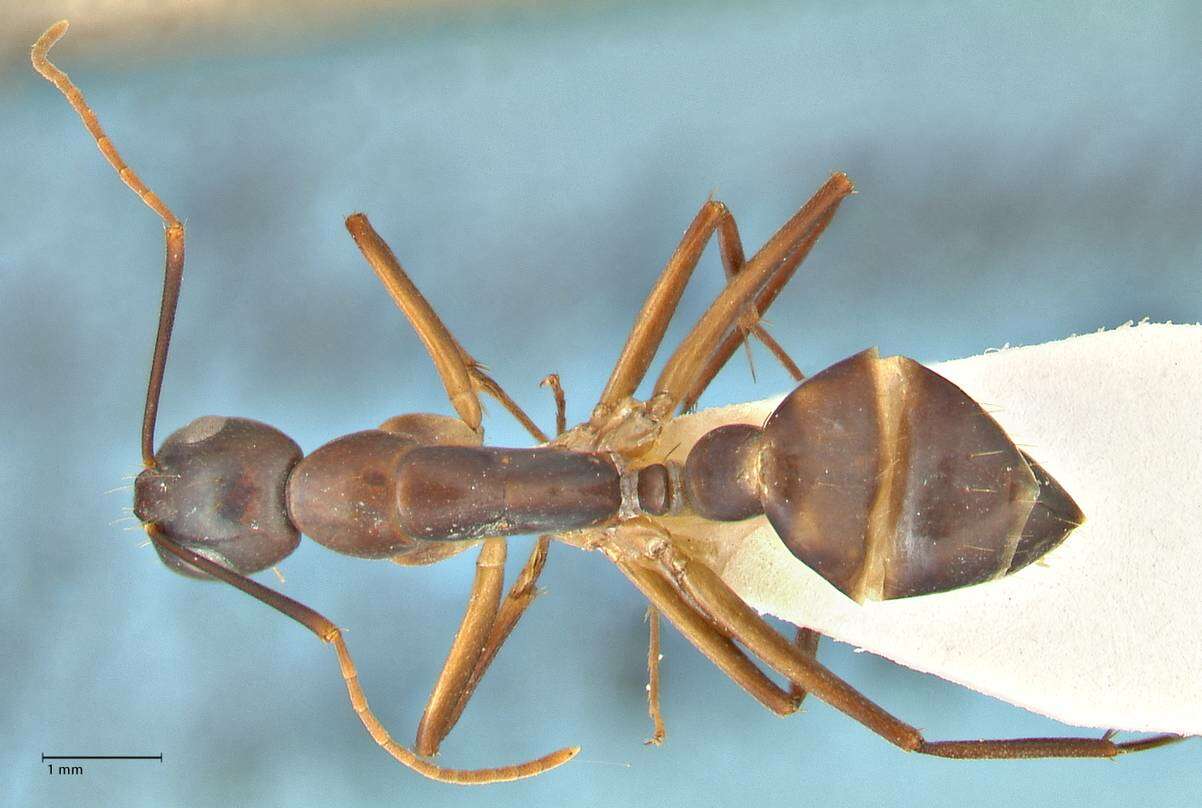 Слика од Camponotus pulvinatus Mayr 1904