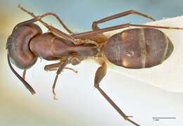 Слика од Camponotus pulvinatus Mayr 1904