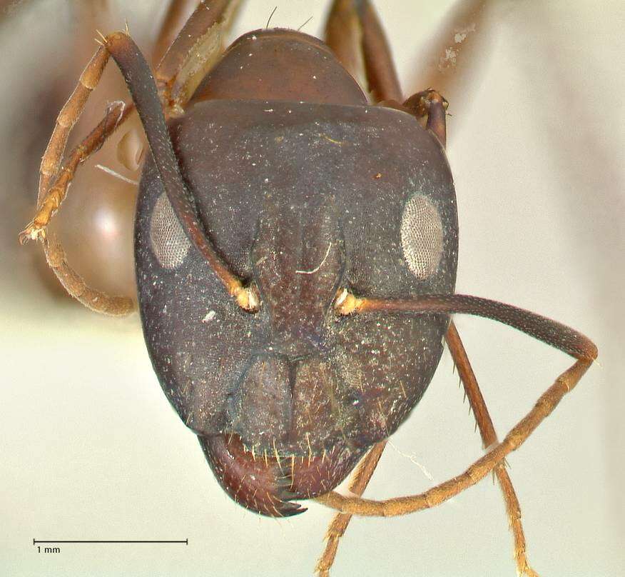 Слика од Camponotus pulvinatus Mayr 1904