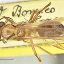 Image of Camponotus dracocephalus Stitz 1938