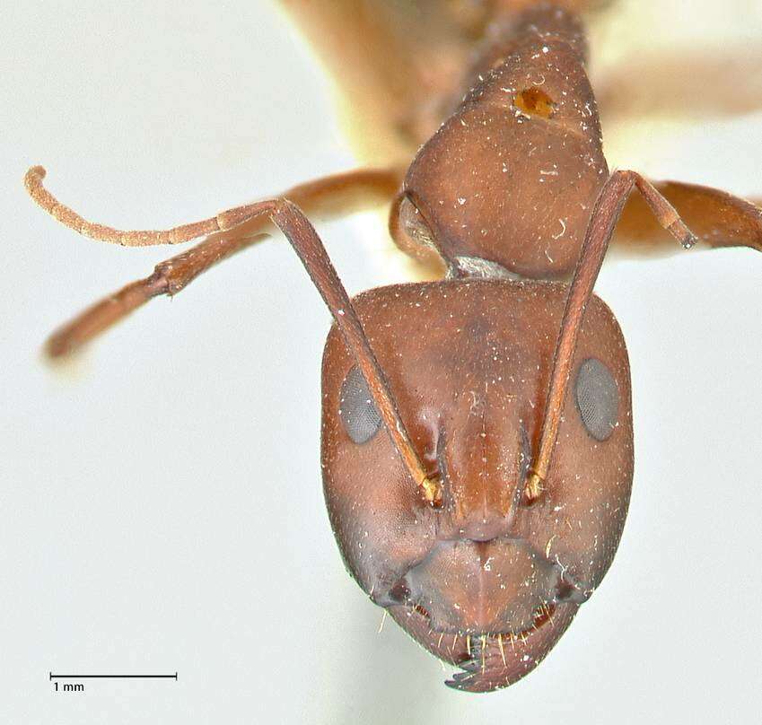 Image de Camponotus turkestanicus Emery 1887