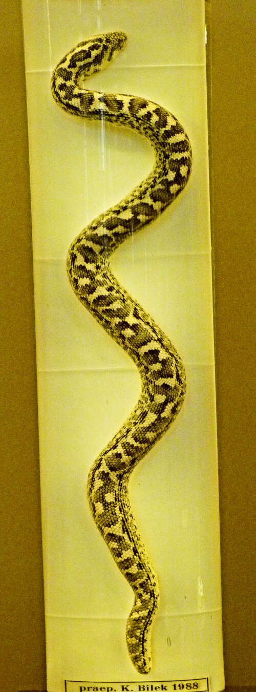 Image of Javelin Sand Boa