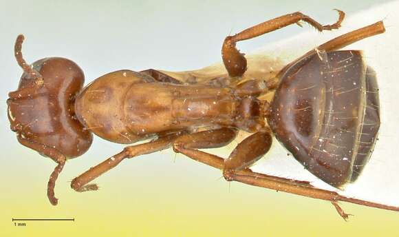 صورة Camponotus alii Forel 1890