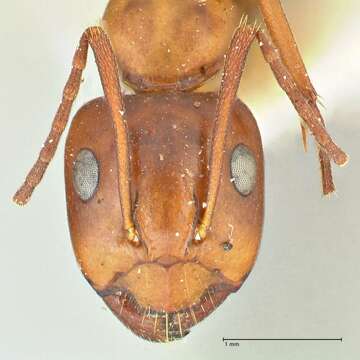 صورة Camponotus alii Forel 1890