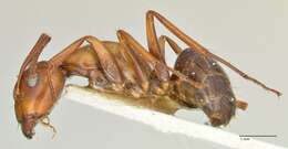 صورة Camponotus alii Forel 1890