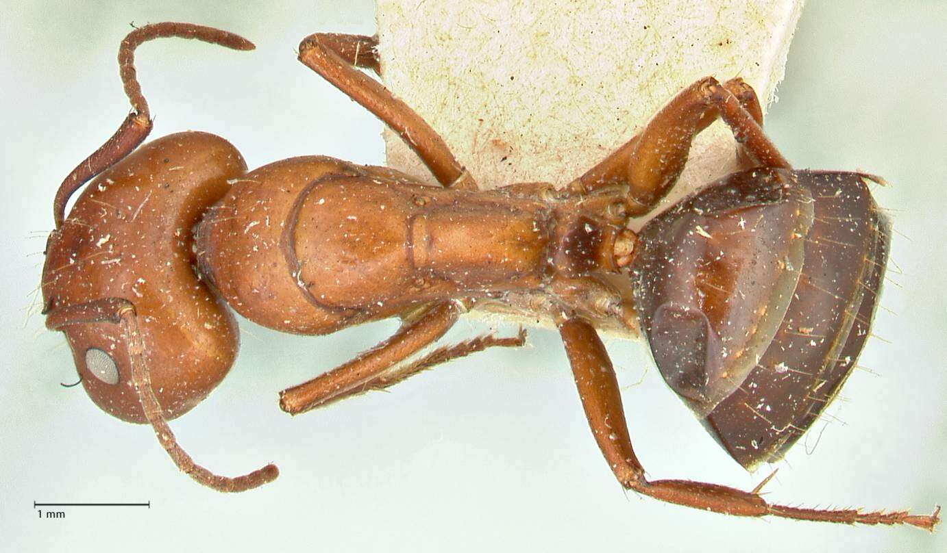 صورة Camponotus alii Forel 1890