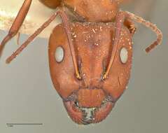 Imagem de Camponotus alii Forel 1890