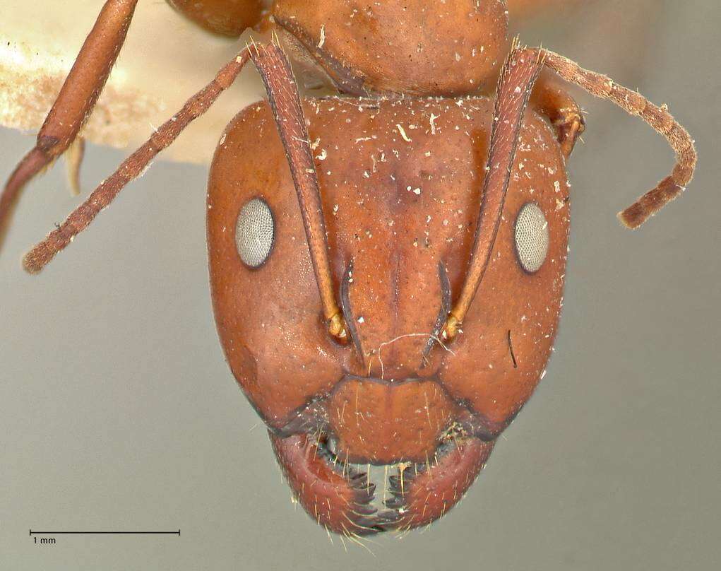 صورة Camponotus alii Forel 1890