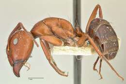 Imagem de Camponotus alii Forel 1890