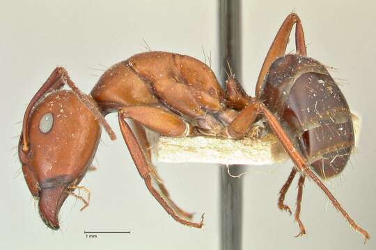 Image of Camponotus alii Forel 1890