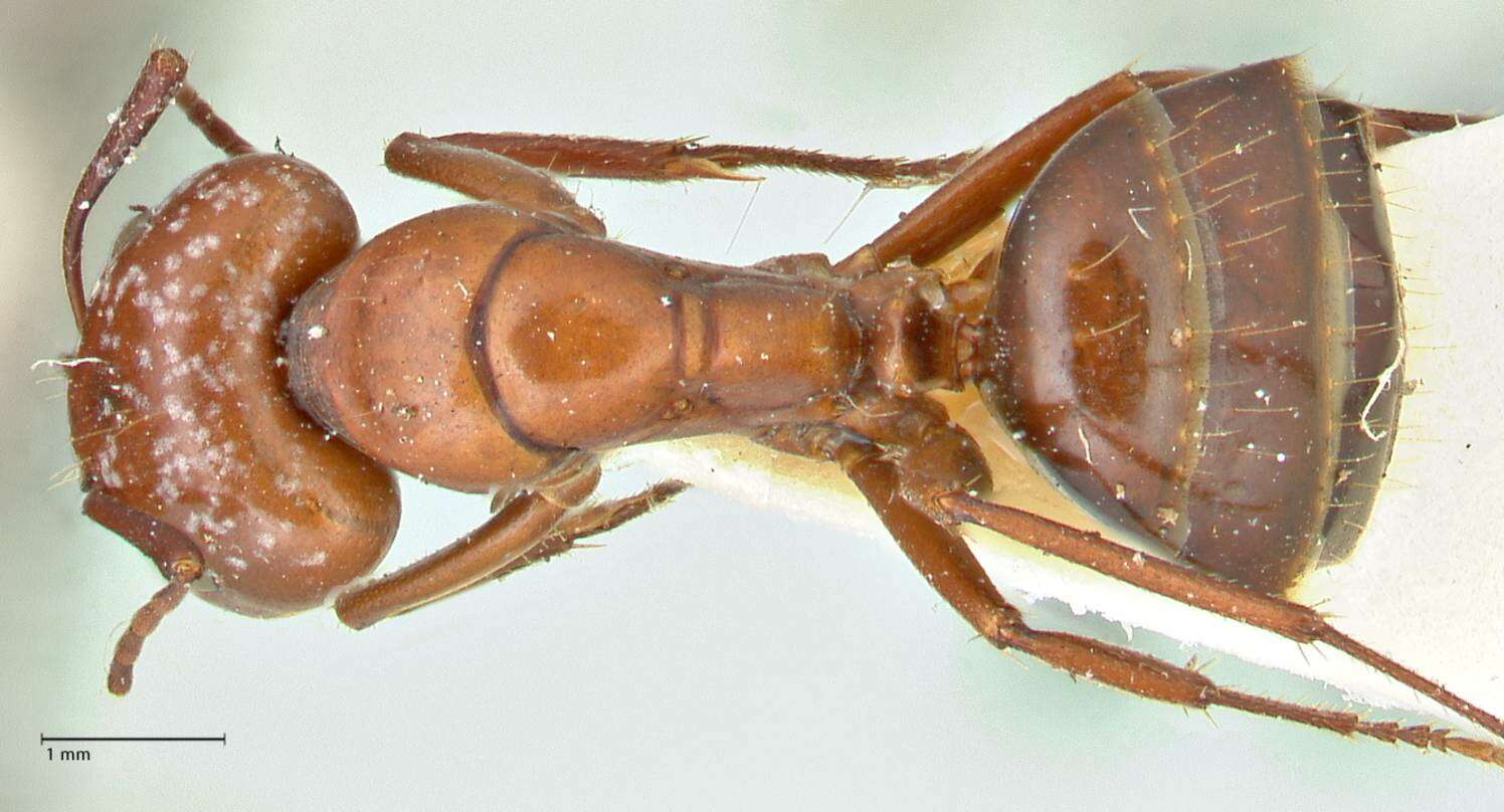 صورة Camponotus alii Forel 1890