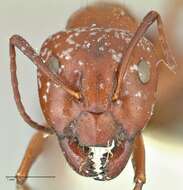 صورة Camponotus alii Forel 1890