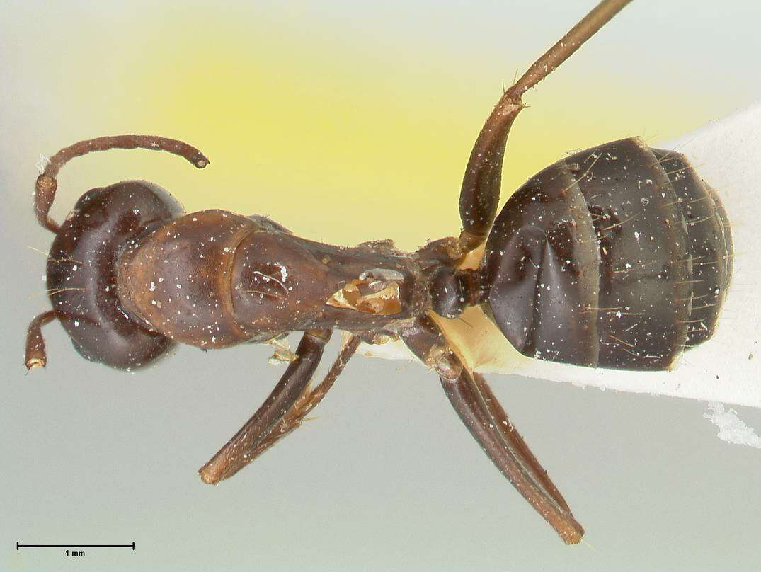 Image of Camponotus alii Forel 1890