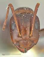 Image of Camponotus alii Forel 1890