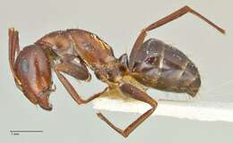 Image of Camponotus alii Forel 1890