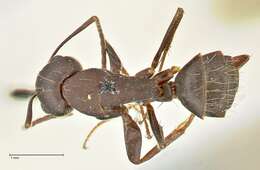 Слика од Camponotus acvapimensis Mayr 1862