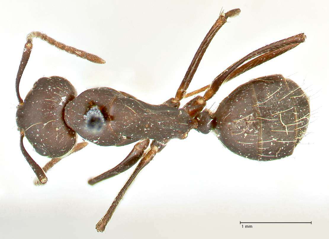 Слика од Camponotus acvapimensis Mayr 1862