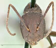 Слика од Camponotus acvapimensis Mayr 1862