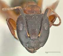 Image of Camponotus hagensii Forel 1886
