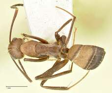 Image of Camponotus exiguoguttatus Forel 1886