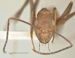 Image of Camponotus exiguoguttatus Forel 1886