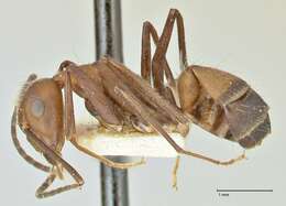 Image of Camponotus exiguoguttatus Forel 1886