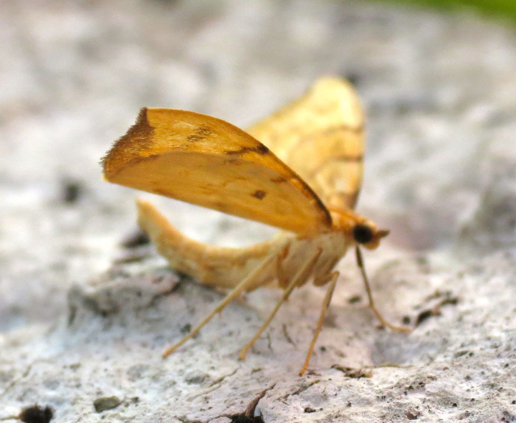 Image of Barred Straw