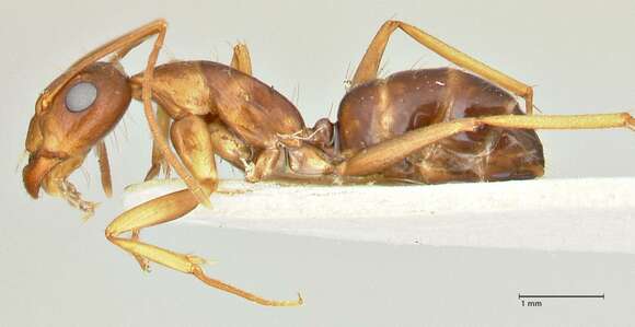 Plancia ëd Camponotus