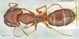 Image de Camponotus